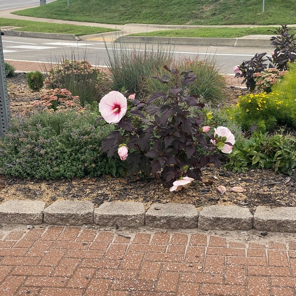 Meet your Posher, Denise - Picture 5 of 5